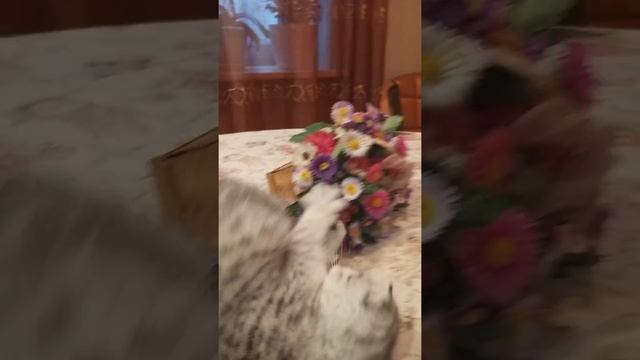 Котенок Вискас , Шотландец Очаровашка, Серебристый вислоушка. смотреть онлайн