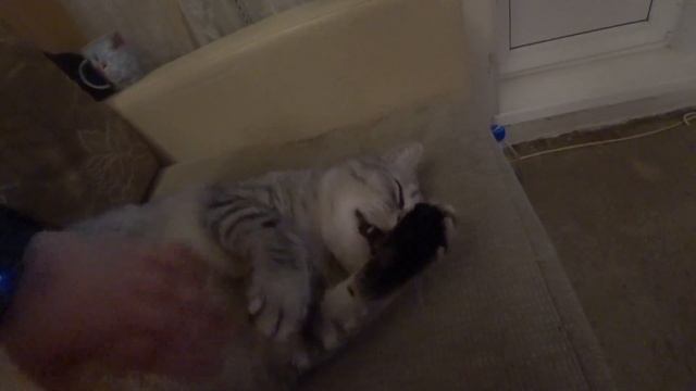 Британский кот , снято на Sony as300, при плохом освещении, кот британской породы, самый толстый ко смотреть онлайн