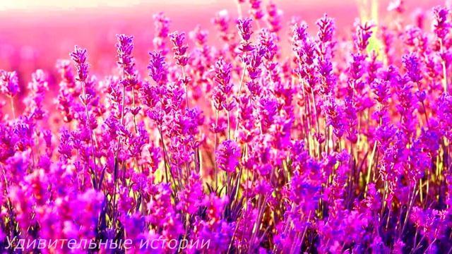 На свадебный юбилей неожиданно ворвалась беременная девушка. Марина застыла на месте, а её муж... смотреть онлайн