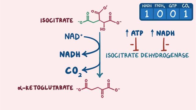цикл кребса на английском смотреть онлайн