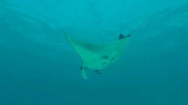 Komodo Island смотреть онлайн