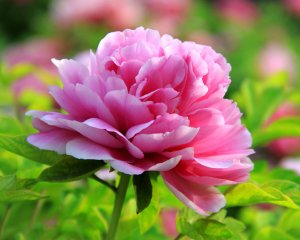 «Пион» РЕЛАКС ТЕРАПИЯ ИМПРОВИЗАЦИЯ композитор Виктор Анохин #музыка #piano #instrumentalmusic #цветы