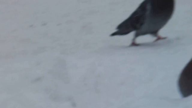 Январские птички. Белгород. смотреть онлайн