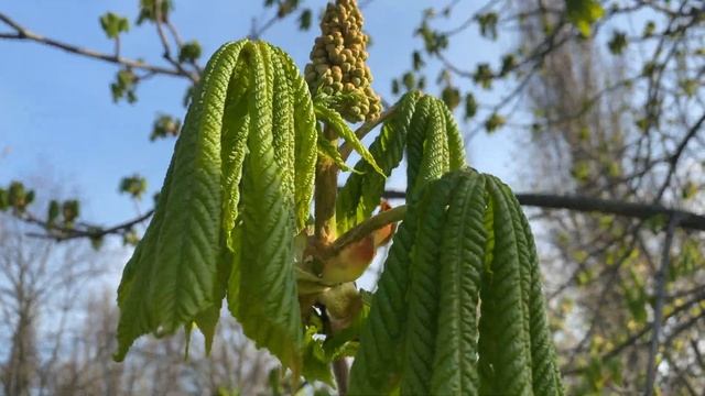 Медитация на расслабление и восстановление энергии смотреть онлайн