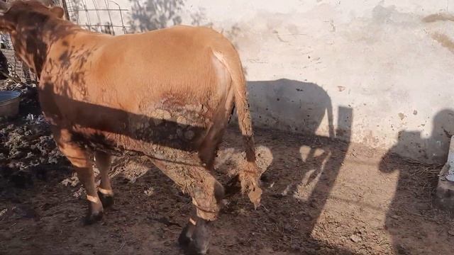 Бычок 1 год 3мес. помесь лимузина с калмыком смотреть онлайн