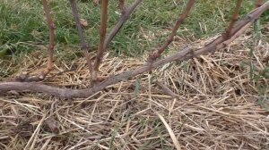 Виноград .Обрезка лозы на урожай. Разные  способы обрезки .