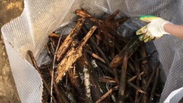 ПОСАДКА ГОЛУБИКИ ПО ВСЕМ ПРАВИЛАМ!!! смотреть онлайн