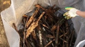 ПОСАДКА ГОЛУБИКИ ПО ВСЕМ ПРАВИЛАМ!!!