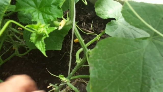 ПОЧЕМУ У ОГУРЦОВ ЖЕЛТЕЮТ, ЗАСЫХАЮТ И ОТВАЛИВАЮТСЯ ЗАВЯЗИ? Ольга Чернова. смотреть онлайн