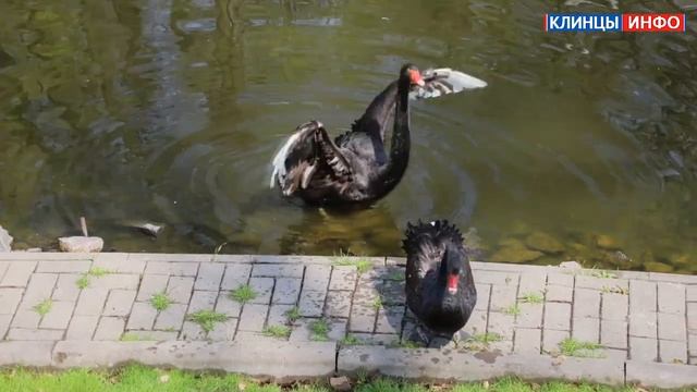 Черные лебеди смотреть онлайн