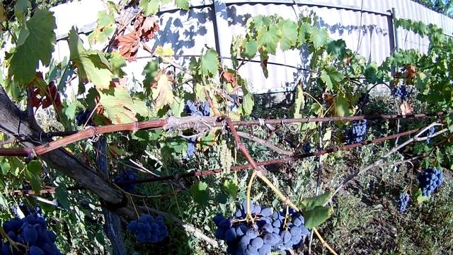 Атаман Павлюк виноград гибридная форма смотреть онлайн