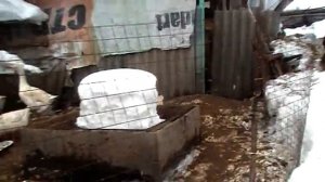 Это важно! Чем нужно кормить гусей , до и во время яйцекладки