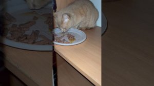 Кисюнька ест у себя на месте
