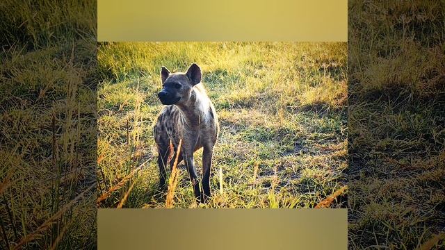 #shorts ТОП самых громких животных на нашей планете.Часть 7. смотреть онлайн