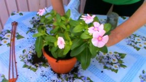Катарантус розовый — пересадка уход и размножение в домашних условиях
