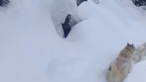 обзор охотничьих лыж с камусом  "ШАТУН"