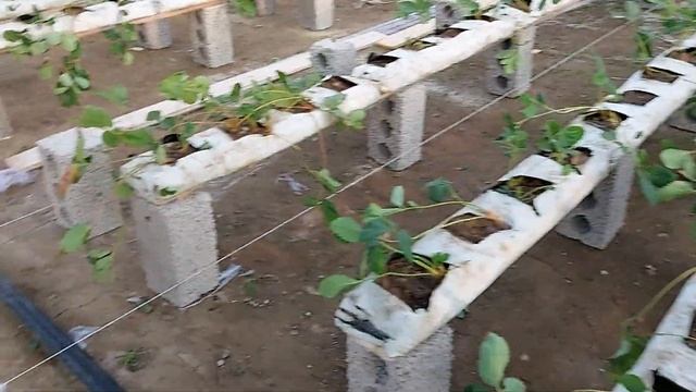 Рациональное использование рассадника вне сезона. смотреть онлайн