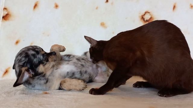 Я тебя так люблю, что прямо съесть хочется. смотреть онлайн