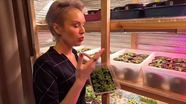 ВИРУС НА ПЕТУНИИ,ЧТО ДЕЛАТЬ,КАК ОПРЕДЕЛИТЬ.