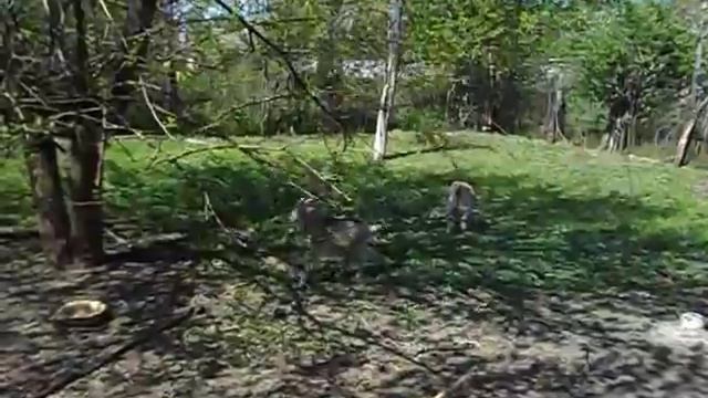 Камерунские козы в стаде как долго живут камерунские мини козочки Домашние животные для души смотреть онлайн