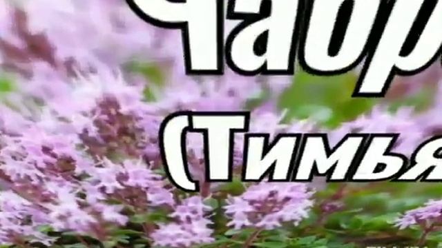 Успокоительные травы #фитоаптека #фитолечение #траволечение #лес #выживание #деревня смотреть онлайн