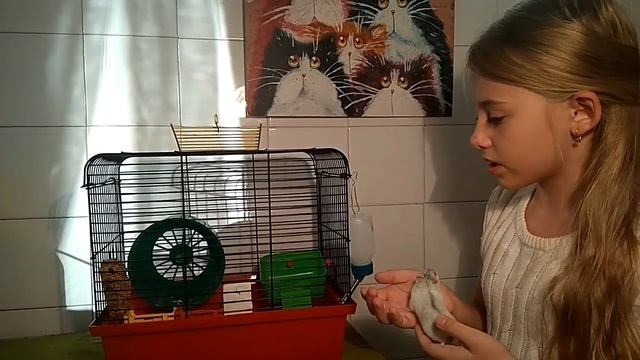 Уборка клетки у хомяка. Джунгарский хомяк смотреть онлайн