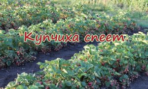 КУПЧИХА спеет  2017г.