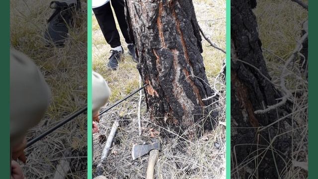 Занятие на тему " Таксация леса" смотреть онлайн