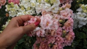 Я нашла идеальный львиный зев для клумбы - гибрид Твинни.