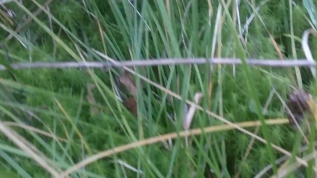 поиск грибов