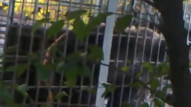 медведь в зоопарке смотреть онлайн