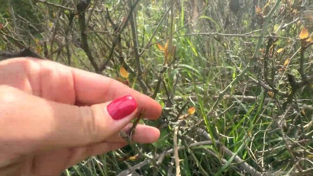 Сассапариль Smilax Экала Колючка Зимбилак. Собираем дары природы. Грузия Svetich_Georgia