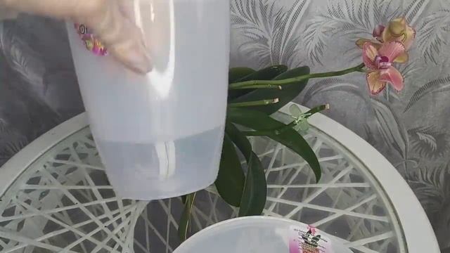 Добавь ЭТО в ГОРШОК орхидеи и КОРНИ жирные и ЗДОРОВЫЕ цветение ПЫШНОЕ/ Пересадка орхидеи смотреть онлайн