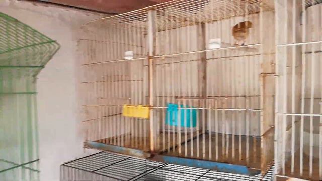 temporada de cría 2024 nuevos pollos de canario RESUMEN AVIARIO LA CRI MX смотреть онлайн