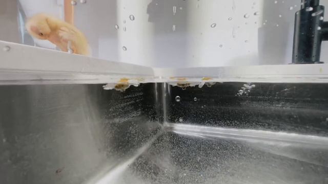 🔴 Baby Duckling Swimming In the Kitchen Sink смотреть онлайн