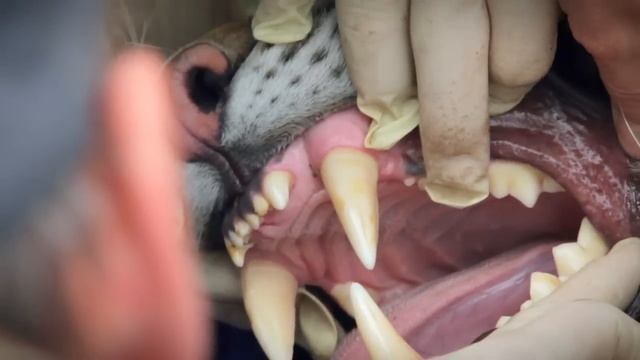 Zolushka - IFAW releases an Amur tiger back into the wilds of Russia смотреть онлайн