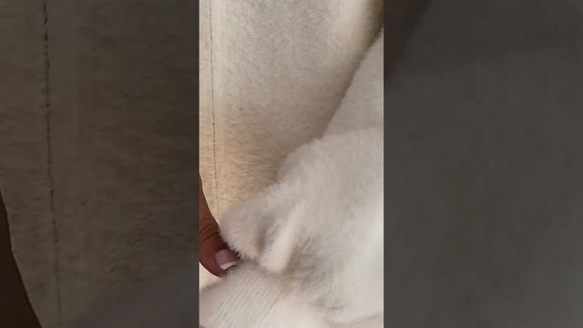 Теплая женская кофта на замке из шерсти альпаки Молочная смотреть онлайн