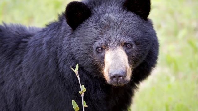 Медведь пробрался в дом и просто лег спать смотреть онлайн