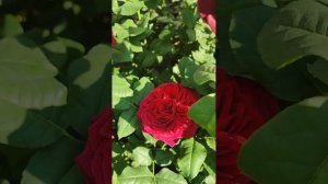 Английская роза Дарк Леди