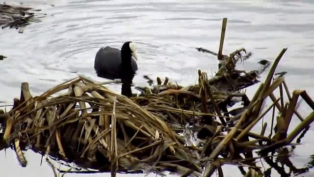 Лысуха смотреть онлайн