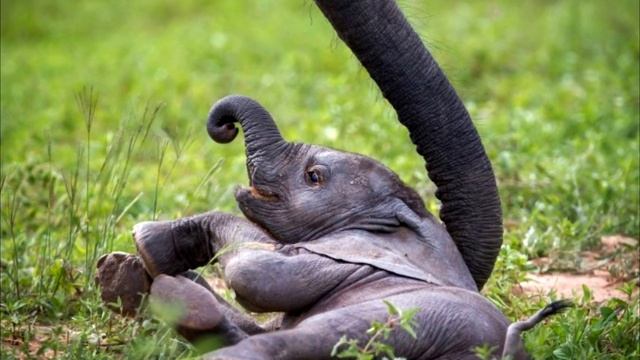 Врачи не поверили глазам, когда увидели кого родила слониха! смотреть онлайн