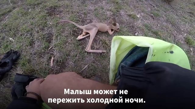 Зверек Был в Ужасе, Когда Оказался Один. К Счастью, Байкер не Проехал Мимо смотреть онлайн
