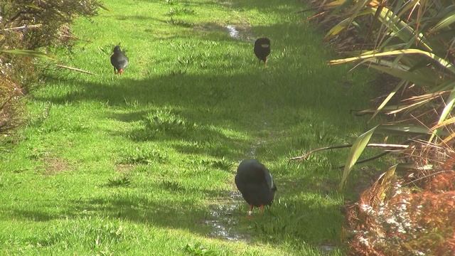 Takahe and Pukeko. Такахе и султанки (1687sp) смотреть онлайн