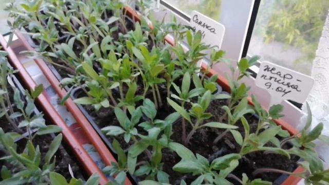 всего по немножко :) сумка крючком. огород на балконе. смотреть онлайн