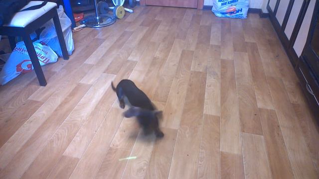 такса против лазерной указки смотреть онлайн