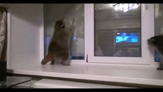 Про собаку, енотов и кошку смотреть онлайн