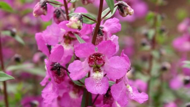 Production Tips for Growers: Sungelonia Angelonia смотреть онлайн