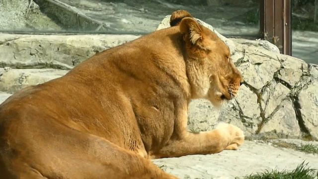 ГЕЛЕНДЖИК 2022. ЛЬВЫ ЖИВОТНЫЕ САФАРИ-ПАРКА смотреть онлайн