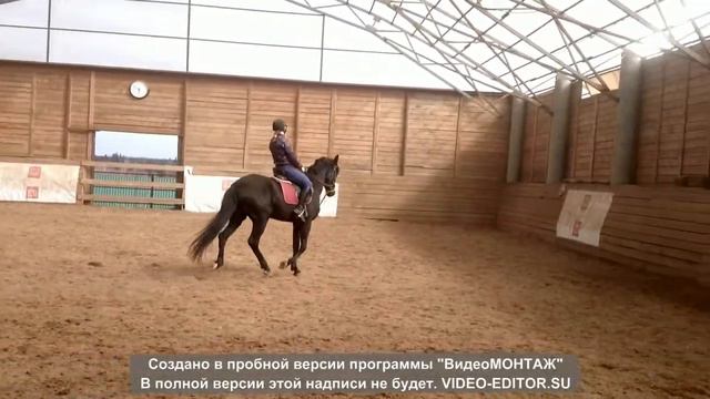 Продается кобыла. Русская верховая смотреть онлайн