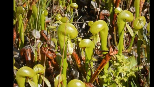 Darlingtonia - Carnivorous Flowers - Florence, Oregon смотреть онлайн